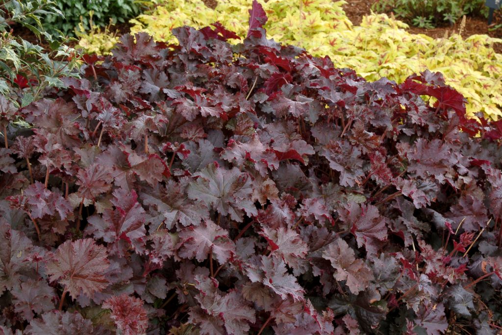 Heuchera_Chocolate_Ruffles_1b