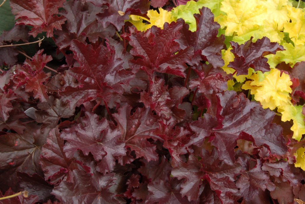 Heuchera_Chocolate_Ruffles_2b