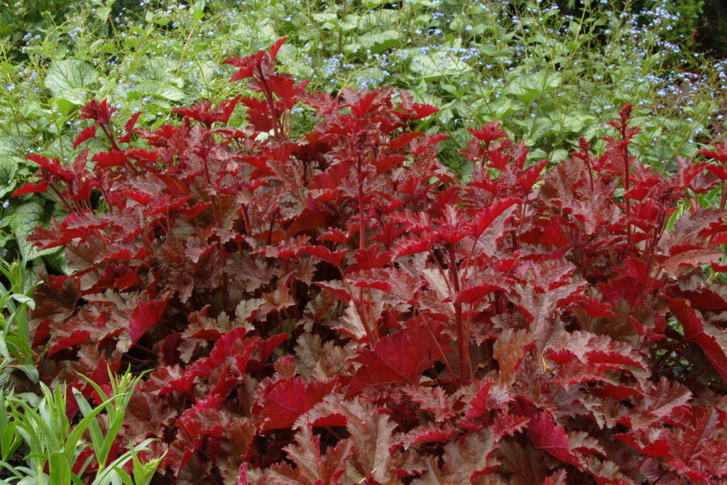 Heuchera_Chocolate_Ruffles_3b