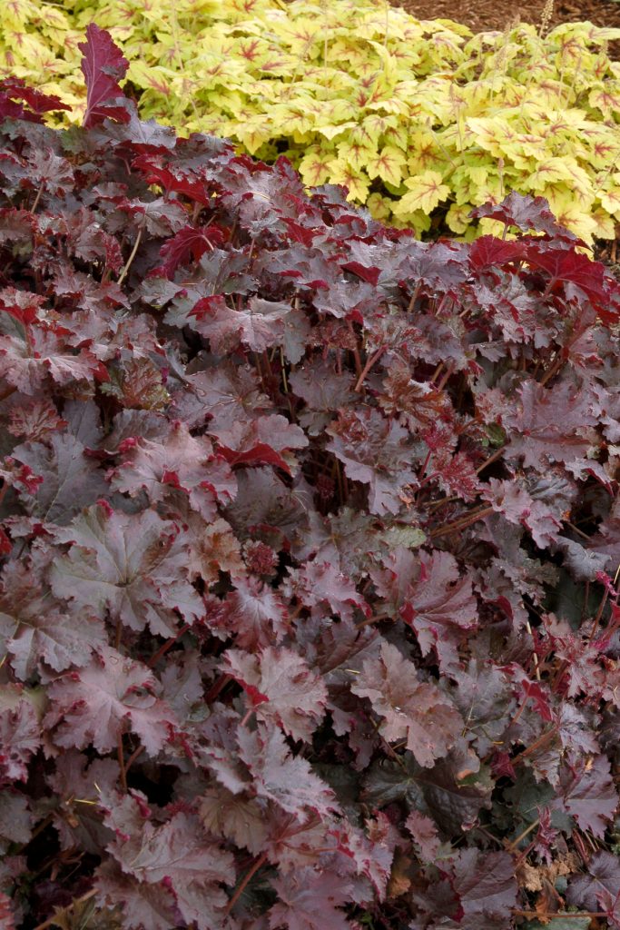 Heuchera_Chocolate_Ruffles_4b