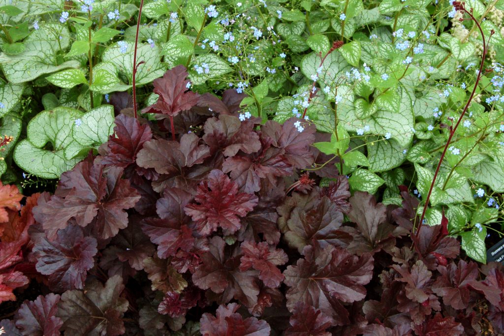 Heuchera_Obsidian_4b
