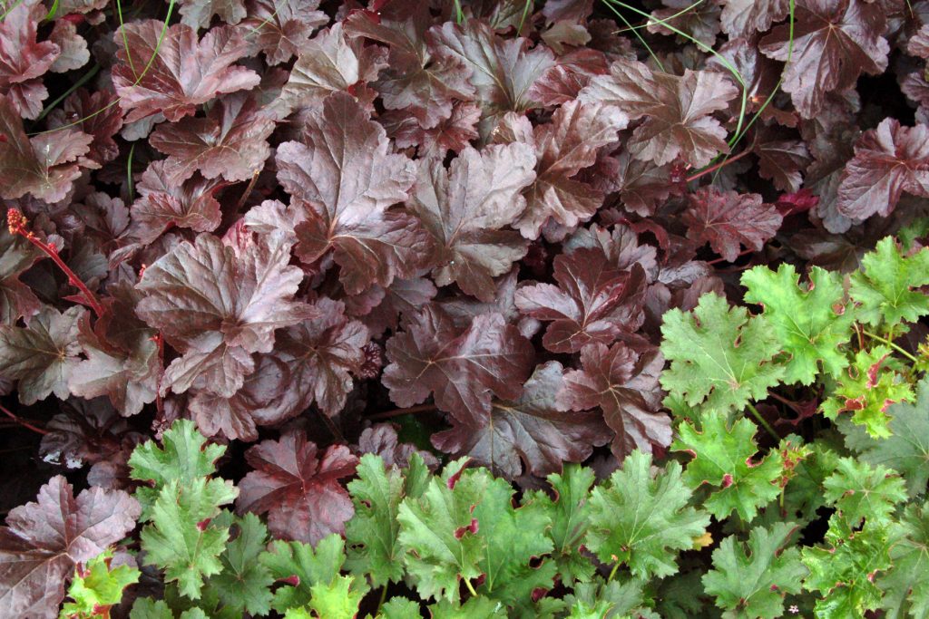 Heuchera_Obsidian_7b