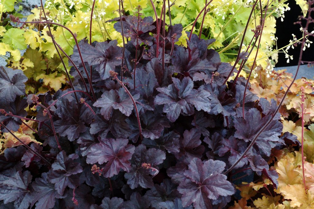Heuchera_Obsidian_8b