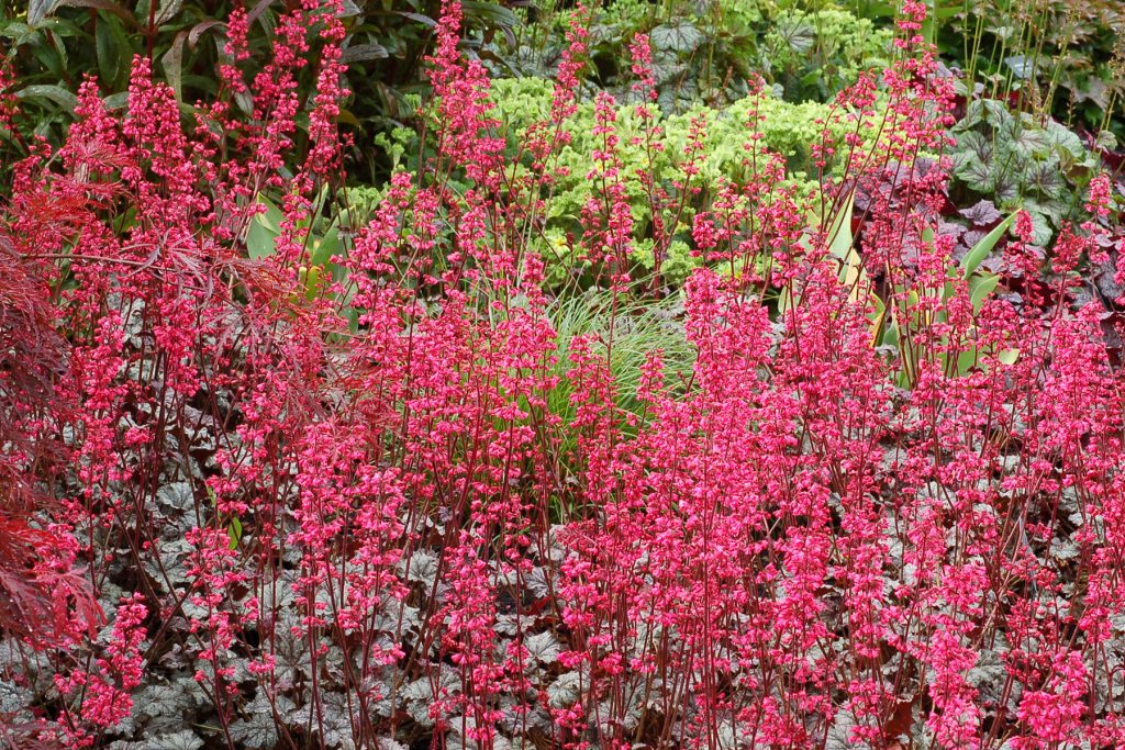 Heuchera_Rave_On_11b