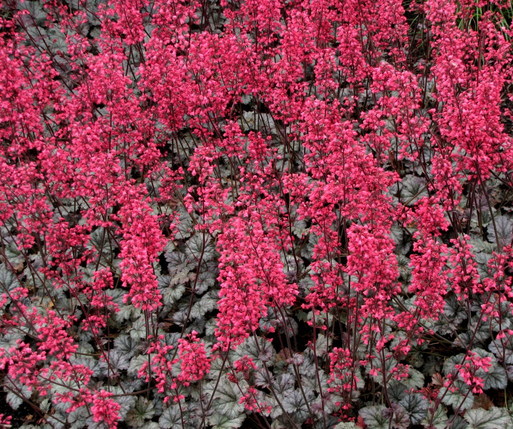 Heuchera_Rave_On_14b