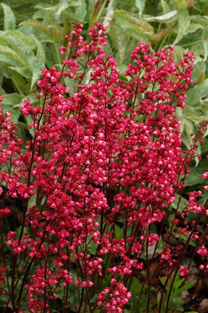 Heuchera_Rave_On_6b