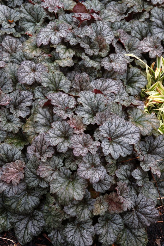 Heuchera_Rave_On_7b
