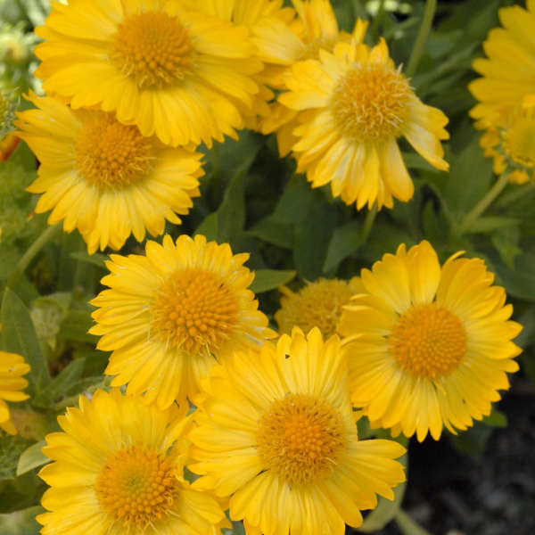 Mesa Yellow 1