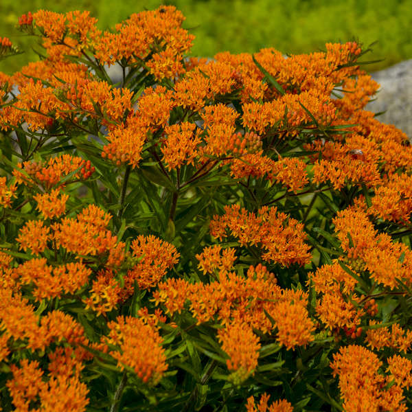 ASCLEPIAS Tuberosa 1 ASCLEPIAS Tuberosa 1