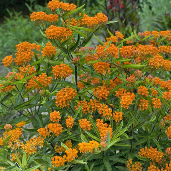 ASCLEPIAS Tuberosa 2 ASCLEPIAS Tuberosa 2