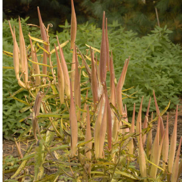 ASCLEPIAS Tuberosa 3 ASCLEPIAS Tuberosa 3