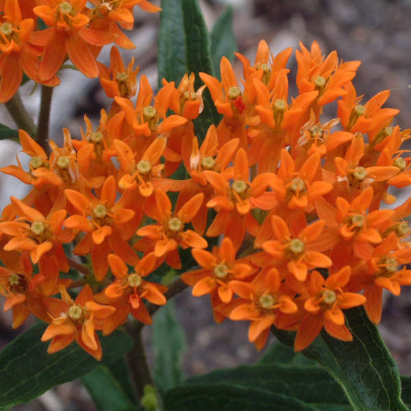 ASCLEPIAS Tuberosa 4 ASCLEPIAS Tuberosa 4