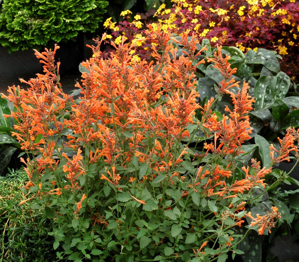 Agastache_Kudos_Mandarin_1b