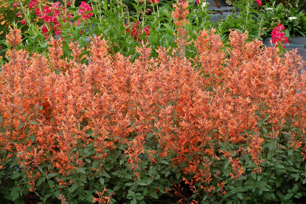 Agastache_Kudos_Mandarin_2b