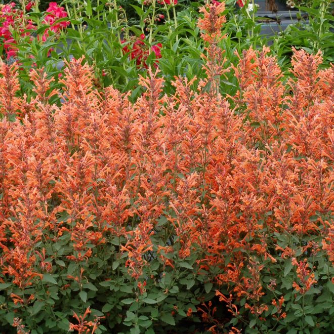 Agastache_Kudos_Mandarin_2b Agastache_Kudos_Mandarin_2b