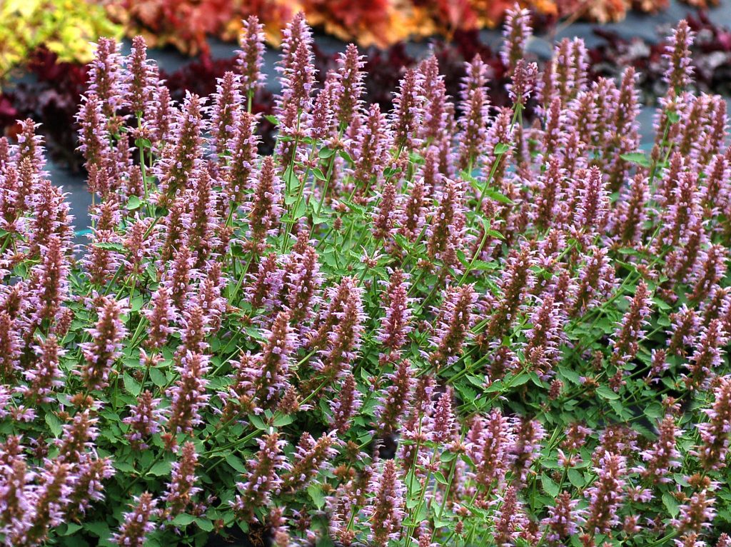Agastache_Kudos_Silver_Blue_1b
