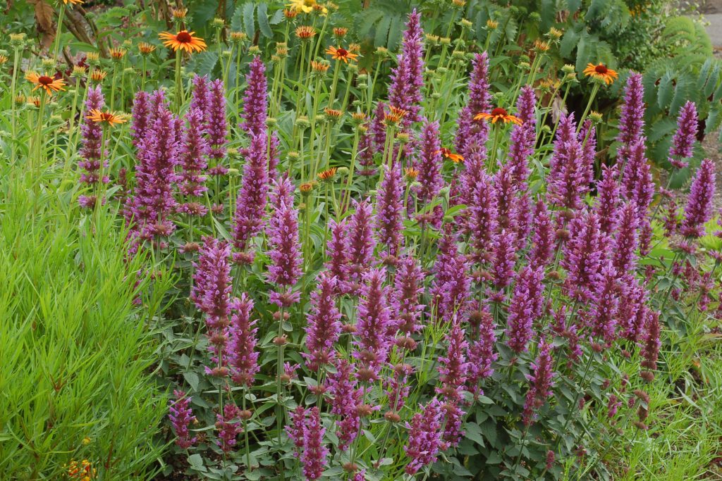 Agastache_Kudos_Silver_Blue_6b