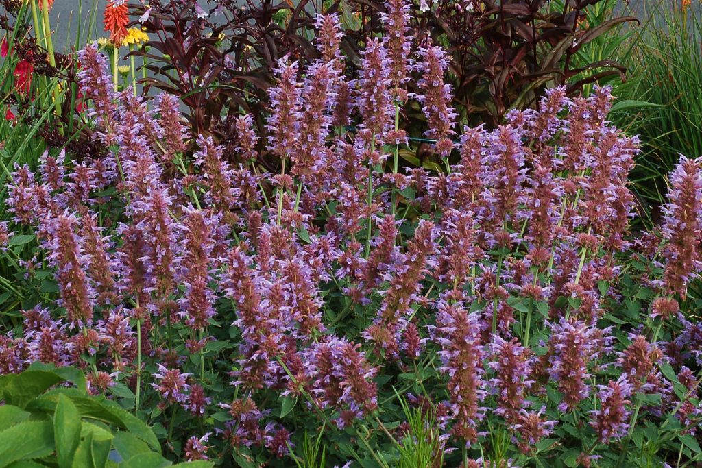 Agastache_Kudos_Silver_Blue_8b