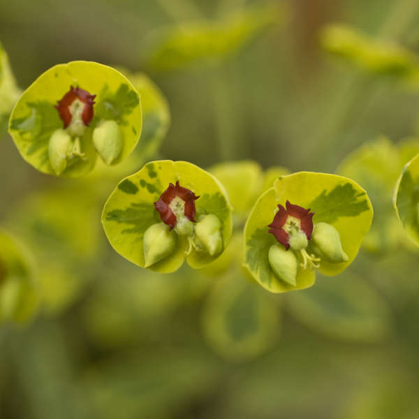 Ascot Rainbow Spurge 1