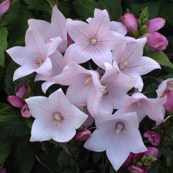 Astra pink 1