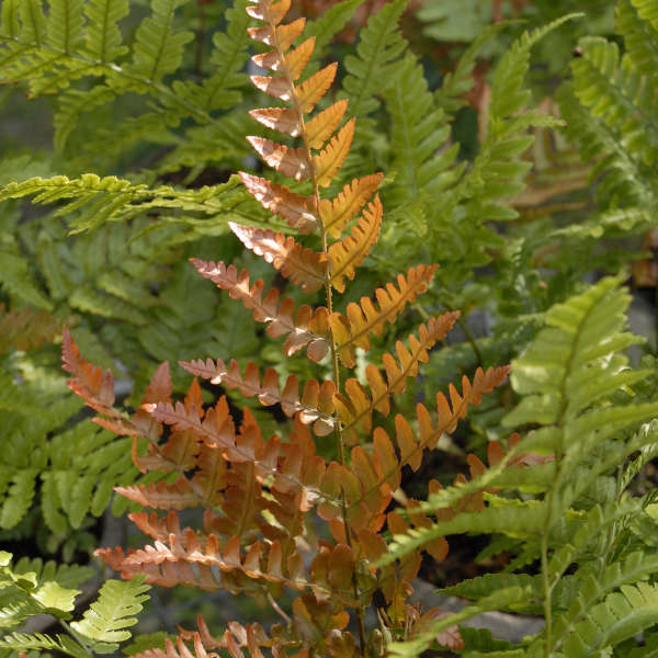 Autumn Fern 1 Autumn Fern 1