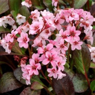 Bergenia Dragonfly Sakura 2
