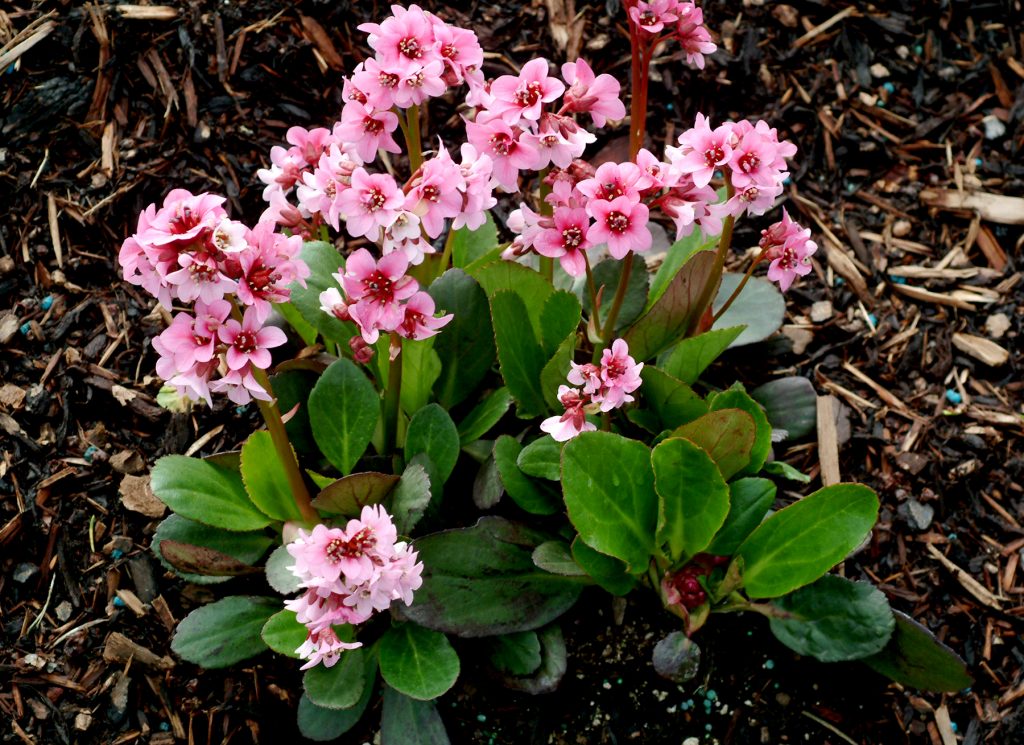 Bergenia_Pink_Dragonfly_1b