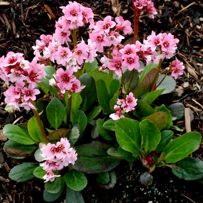 Bergenia_Pink_Dragonfly_1b Bergenia_Pink_Dragonfly_1b