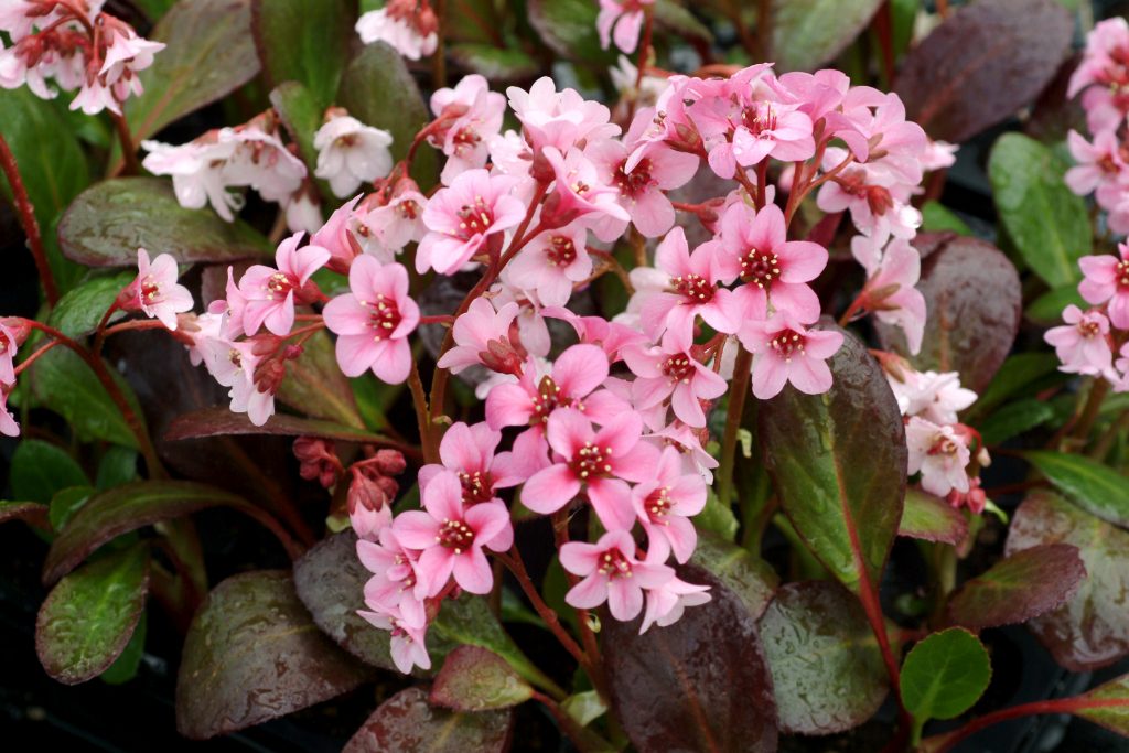 Bergenia_Pink_Dragonfly_4b