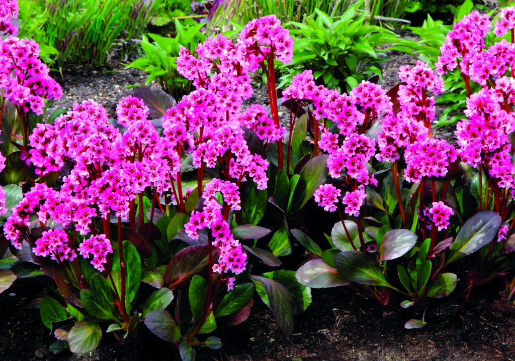 Bergenia_Pink_Dragonfly_6b
