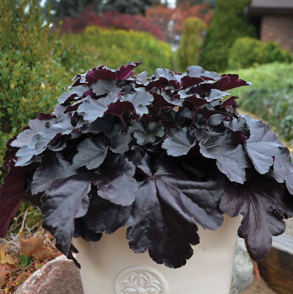 Black Pearl 1