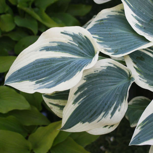 Blue Ivory 2 Blue Ivory 2