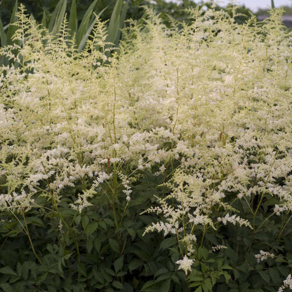 Bridal Veil 2