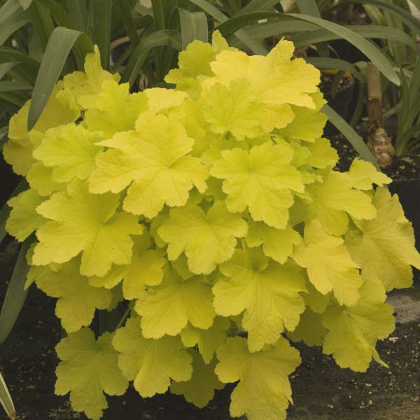Citronelle 1