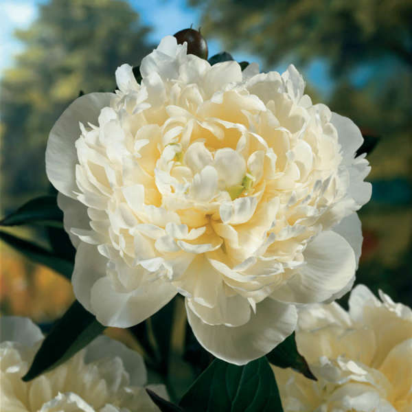Duchess Peony Duchess Peony