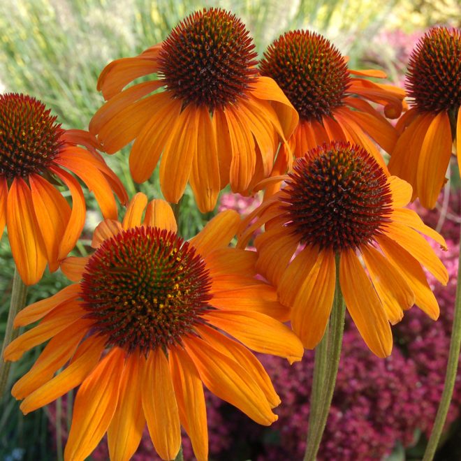 Echinacea_Tiki_Torch_1b