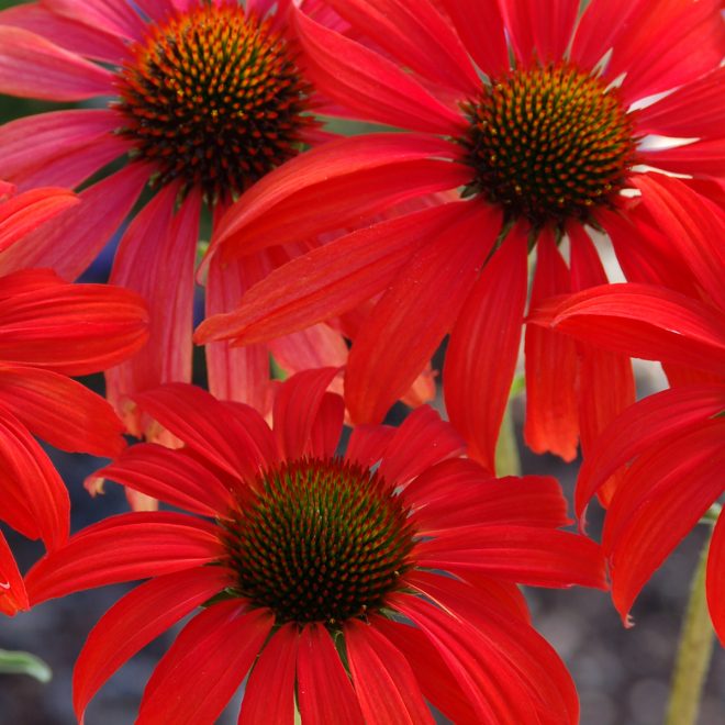 Echinacea_Tomato_Soup_1b