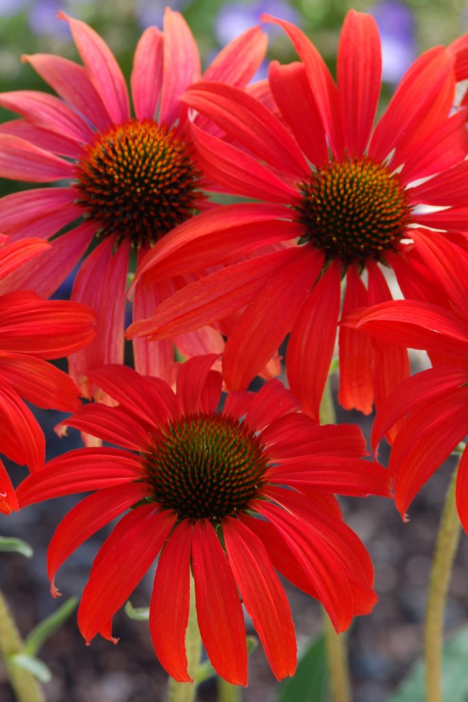 Echinacea_Tomato_Soup_1b