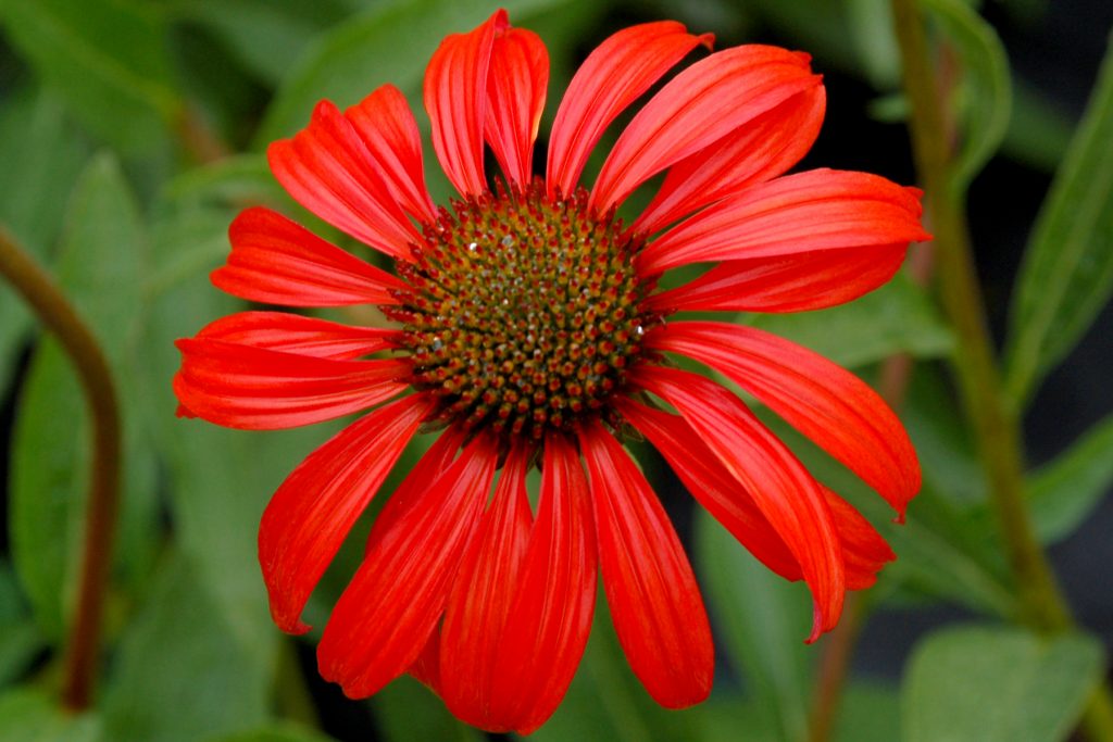 Echinacea_Tomato_Soup_2b