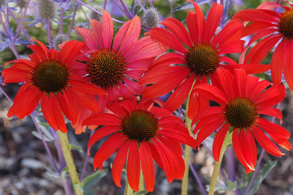 Echinacea_Tomato_Soup_3b