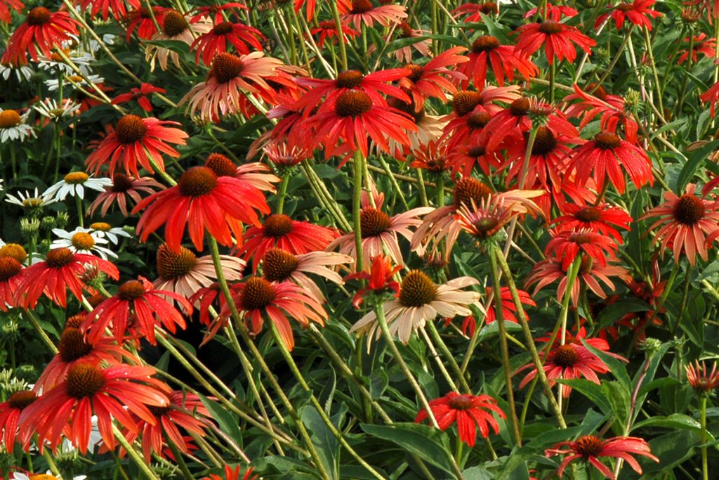 Echinacea_Tomato_Soup_4b