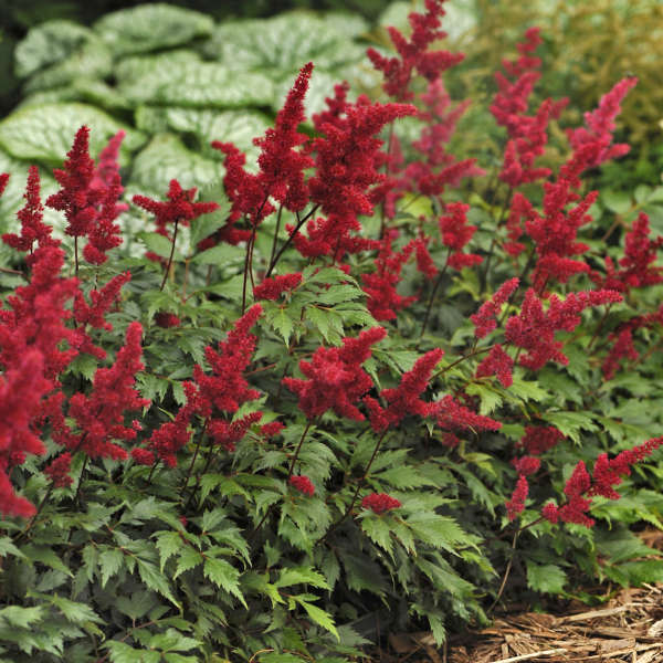 Fanal Astilbe 2 Fanal Astilbe 2