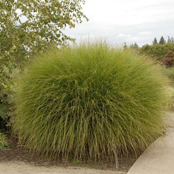 Gracillimus 1