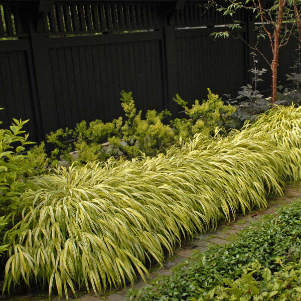 Hakone Grass 2