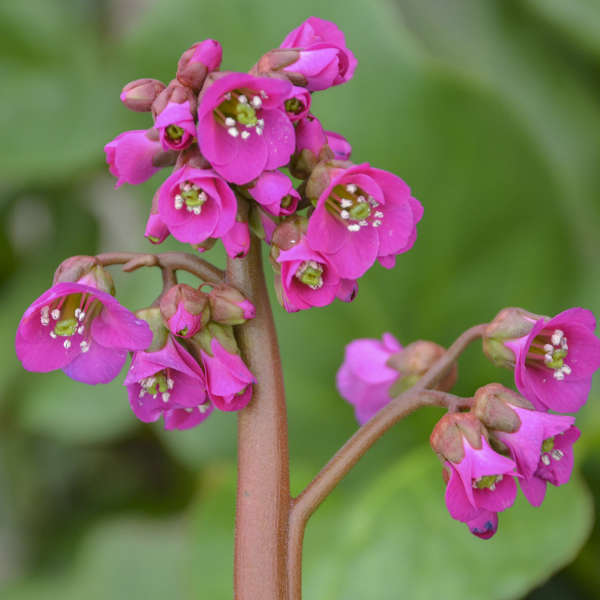 Heartleaf Bergenia 1