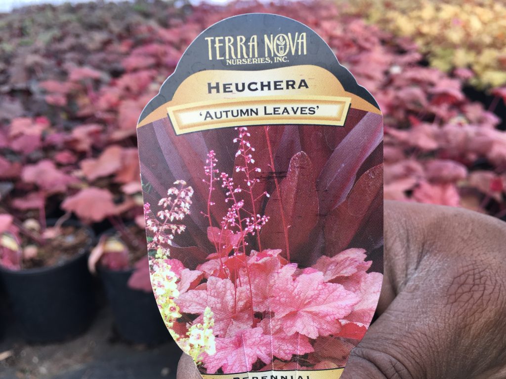 Heuchera - Autumn Leaves2