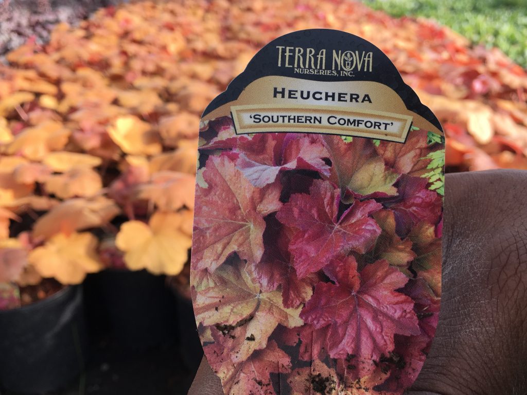 Heuchera - Southern Comfort2