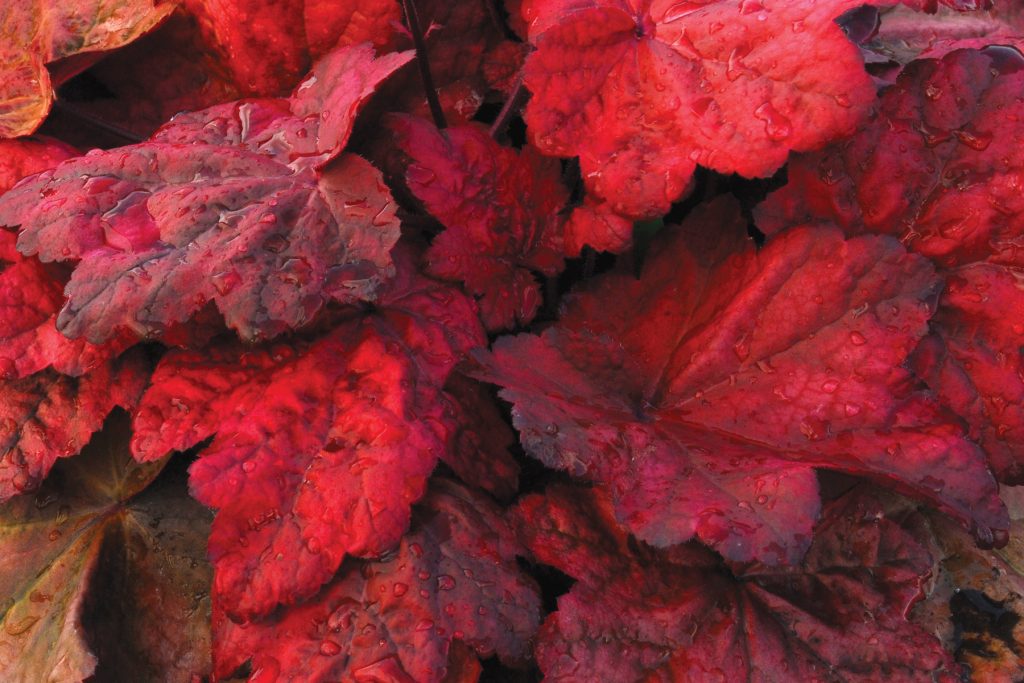 Heuchera_Autumn_Leaves_1b