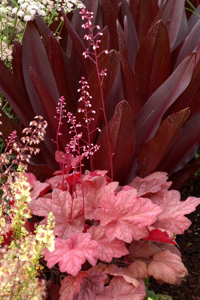Heuchera_Autumn_Leaves_2b