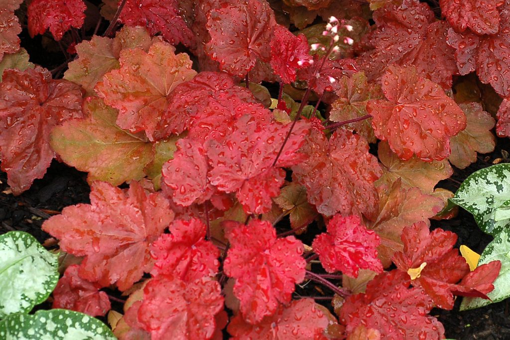 Heuchera_Autumn_Leaves_3b